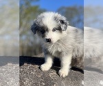 Small Photo #11 Australian Shepherd Puppy For Sale in BALDWIN, GA, USA