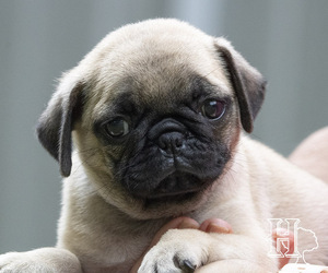 Pug Puppy for Sale in ELLENBORO, North Carolina USA