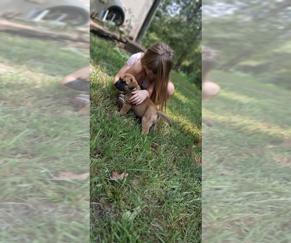 Medium Photo #5 Bullmastiff Puppy For Sale in CAMDEN, TN, USA