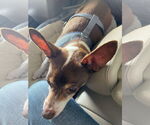 Small #7 Chihuahua Mix