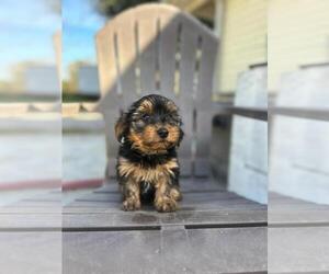Yorkshire Terrier Puppy for sale in CLERMONT, FL, USA