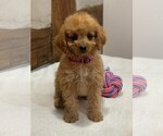 Small Photo #8 Goldendoodle-Poodle (Miniature) Mix Puppy For Sale in NEWPORT, PA, USA