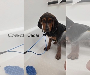 Coonhound-Unknown Mix Dogs for adoption in Duluth, MN, USA