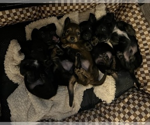 Dachshund Puppy for sale in WILLIS, TX, USA