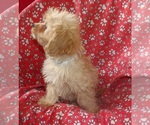 Small #4 Cavachon