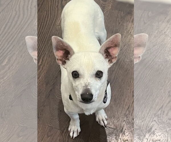 Medium Photo #5 Chihuahua-Unknown Mix Puppy For Sale in Omaha, NE, USA