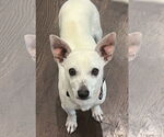 Small #4 Chihuahua Mix