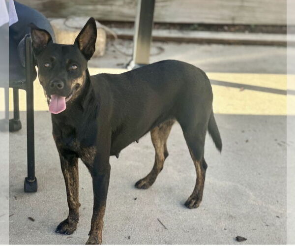 Medium Photo #9 Mutt Puppy For Sale in Houston, TX, USA