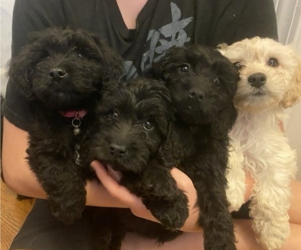 Medium Photo #7 Labradoodle Puppy For Sale in BOILING SPRINGS, SC, USA