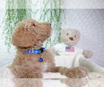 Small Goldendoodle