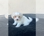 Small #1 Maltese