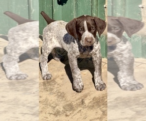 German Shorthaired Pointer Puppy for sale in WARSAW, NC, USA