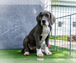 Small #12 Great Dane