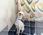 Small Photo #2 Poodle (Toy)-Unknown Mix Puppy For Sale in Pacolet, SC, USA