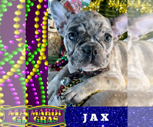 French Bulldog Puppy for sale in HEATHROW, FL, USA