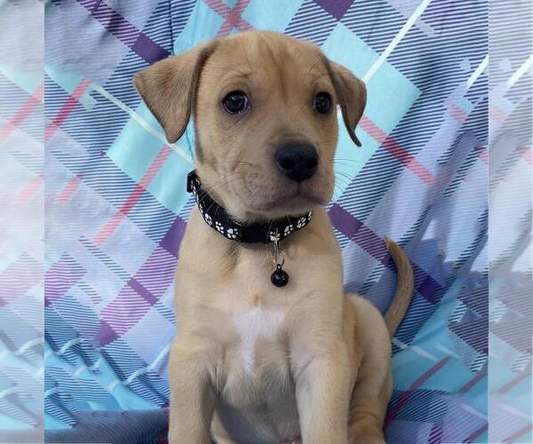 Medium Photo #1 Labrador Retriever-Unknown Mix Puppy For Sale in San Diego, CA, USA