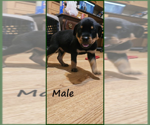 Rottweiler Puppy for sale in WAVELAND, IN, USA