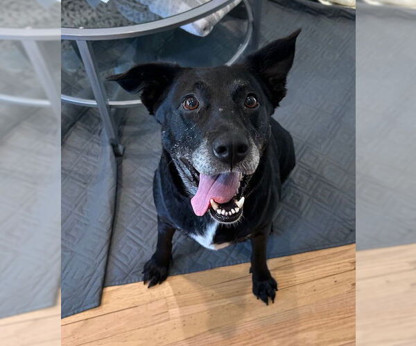 Medium Photo #11 Labrador Retriever-Unknown Mix Puppy For Sale in Oakhurst, NJ, USA