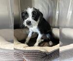 Small Mutt
