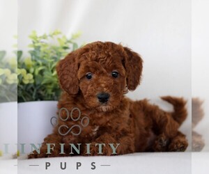 Goldendoodle (Miniature) Puppy for Sale in NARVON, Pennsylvania USA