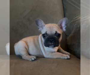Medium French Bulldog