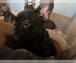 Small Photo #1 French Bulldog Puppy For Sale in LOMA LINDA, CA, USA