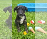 Small #5 Mountain Cur Mix