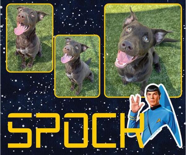 Medium Photo #2 Labrador Retriever Puppy For Sale in Pearland, TX, USA