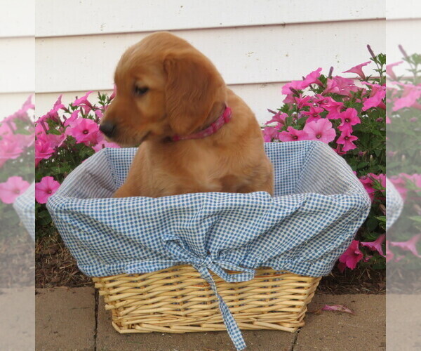 Medium Photo #10 English Cream Golden Retriever Puppy For Sale in ATHENS, WI, USA