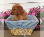 Small #3 English Cream Golden Retriever