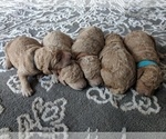 Small Photo #4 Goldendoodle Puppy For Sale in CITRUS HEIGHTS, CA, USA