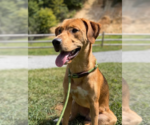 Small Photo #2 Mutt Puppy For Sale in Candler, NC, USA