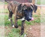 Small #1 Catahoula Leopard Dog-Labrador Retriever Mix