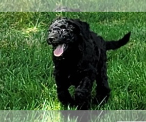 Goldendoodle-Poodle (Standard) Mix Puppy for sale in DAYTON, OH, USA