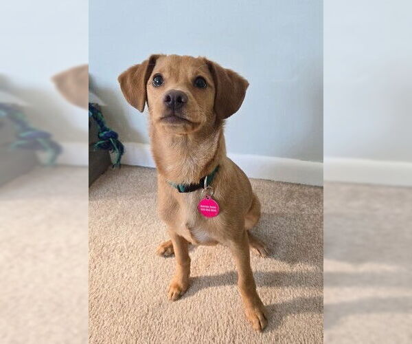 Medium Photo #2 Beago Puppy For Sale in Genesee, WI, USA