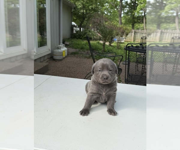 Medium Photo #10 Labrador Retriever Puppy For Sale in ROGERSVILLE, MO, USA