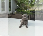 Small #9 Labrador Retriever