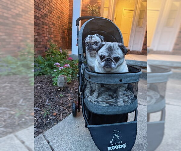 Medium Photo #6 Pug Puppy For Sale in Indianapolis, IN, USA