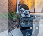 Small #5 Pug