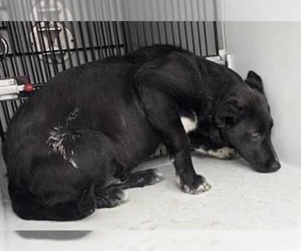 Medium Photo #1 German Shepherd Dog Puppy For Sale in Houston, TX, USA