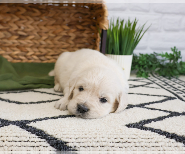Medium Photo #4 English Cream Golden Retriever Puppy For Sale in SYRACUSE, IN, USA