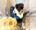 Small #7 Havanese