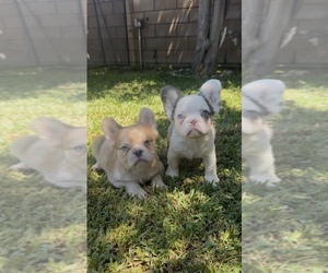 French Bulldog Puppy for Sale in WEST COVINA, California USA