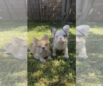 Small French Bulldog