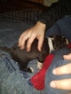Small Photo #26 American Pit Bull Terrier Puppy For Sale in GRIFFIN, GA, USA