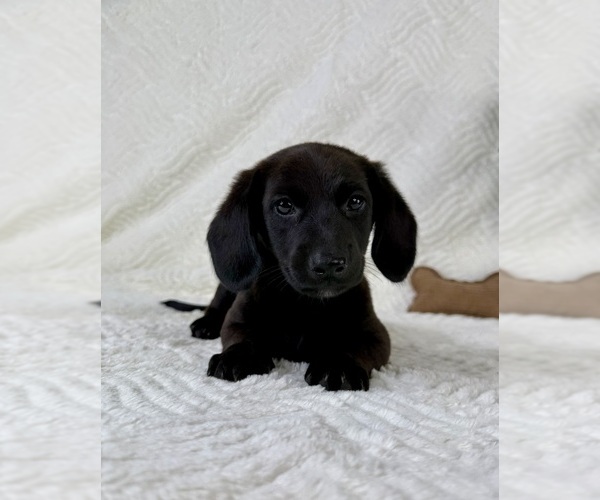 Medium Photo #5 Dachshund Puppy For Sale in GREENFIELD, IN, USA