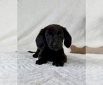 Small #4 Dachshund