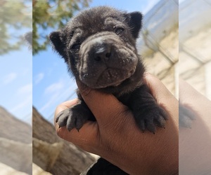 Medium Chinese Shar-Pei