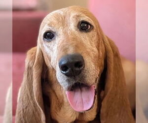 Basset Hound Dogs for adoption in Deepwater, NJ, USA