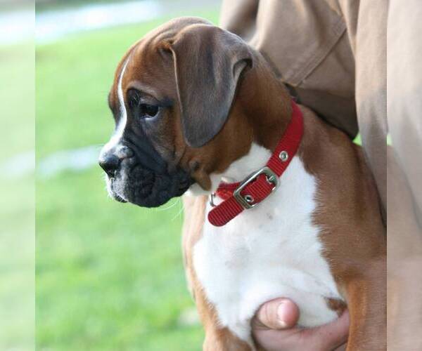 Medium Photo #3 Boxer Puppy For Sale in PINE GROVE, PA, USA